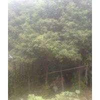 供應(yīng)湖北香樟，廣玉蘭，欒樹，大葉女貞等綠化苗木