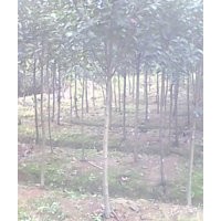 紅葉石楠，香樟