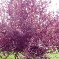 2012國槐最新價格表