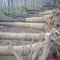 山東萬家國槐種植基地專供國槐