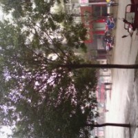 國槐樹 30公分國槐