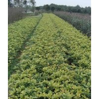 湖南苗木喬木基地價(jià)格湖南四季桂樹(shù)湖南四季桂小苗
