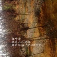 供應(yīng)紫葉李，2公分，4公分，6公分，8公分，10公分