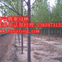 1-30公分速生法桐,10-20公分定桿法桐