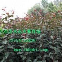 供應高原之火海棠、王族海棠、凱爾斯海棠、絢麗海棠、北美海棠等