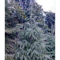 供應(yīng)南方雪松苗哪里可以買到，南方雪松苗行情，南方雪松培育