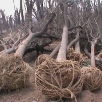 6、7、8公分國(guó)槐價(jià)格