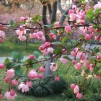 西湖海棠苗基地 西湖海棠苗價格