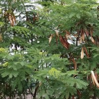 浙江合歡價(jià)格15公分帶土球合歡價(jià)格