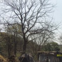 湖北全冠皂角樹供應(yīng)