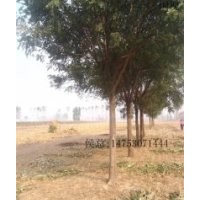 鄆城苗場國槐樹6-8公分.9-12公分13-15公分.16-20公分.21-25公分.