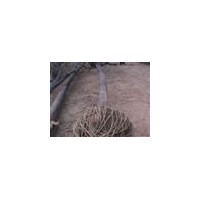 河北哪里國(guó)槐最便宜。河北國(guó)槐基地