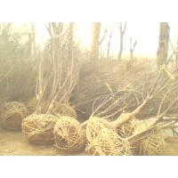 供應(yīng)青桐、杜仲、山茱萸