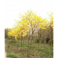 廣東黃花風(fēng)鈴木