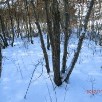 出售：叢生蒙古櫟 4從 5從的