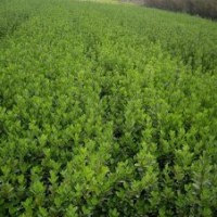 冬青（黃楊苗）