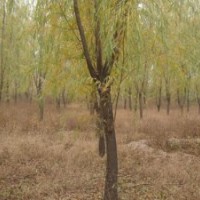 8-20公分垂柳價格20-80公分大規(guī)格柳樹