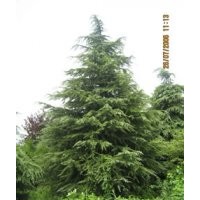 雪松出售，高2m雪松50元；