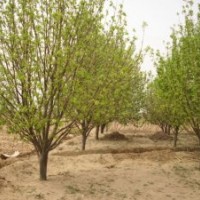 八棱海棠樹，百年古海棠樹，山杏樹，海棠種子