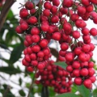 供應(yīng)南天竹、龜甲冬青、杏梅