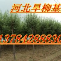 8公分10公分饅頭柳價(jià)格