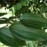 供應(yīng)福建天竺桂價格