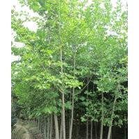 安徽肥西供應(yīng) 廣玉蘭 紫葉李 紫薇 三角楓