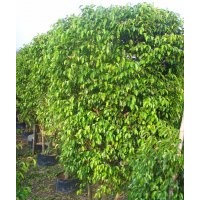 垂葉榕柱袋苗價(jià)格-廣東垂葉榕柱袋苗價(jià)格-福建垂葉榕柱袋苗批發(fā)價(jià)