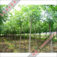 河北泓遠(yuǎn)長(zhǎng)期不斷供應(yīng)喜光的白蠟