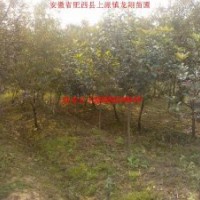 紅葉桃、香樟、大葉女貞、烏桕、三角楓、紅葉李、紫薇