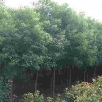 香樟、紅葉李、大葉女貞、桂花、烏桕、黃連木、紫薇