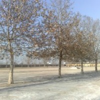 供應30公分的大法桐樹