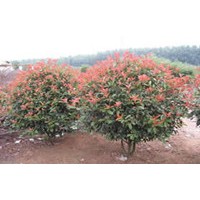 紅葉石楠系列品種