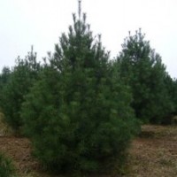 1米占地白皮松、2米占地白皮松、3米占地白皮松、4米占地白皮松