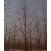 邳州旭東銀杏最新價格