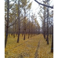 基地供應(yīng)銀杏樹