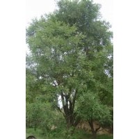 供應(yīng)精品大喬國(guó)槐,茶條槭,蒙古櫟