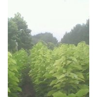 楸樹，梓樹小苗，欒樹，大葉女貞