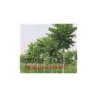 椿樹(shù).毛白楊.１０７楊.白蠟.柳樹(shù).國(guó)槐.合歡