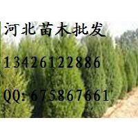 側(cè)柏批發(fā) 側(cè)柏哪里便宜 大量低價(jià)出售側(cè)柏