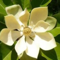 日本厚樸嫁接苗