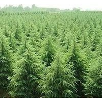 南京天涯雪松苗圃直供3-4米雪松