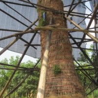 便宜出售50-100CM大型香樟和樸樹(shù)。