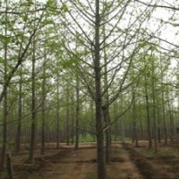 15-20銀杏樹(shù)降價(jià)了