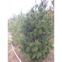 【山西春恒苗木】哪里尋找好的的白皮松？