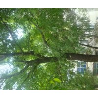 各型號(hào)白蠟