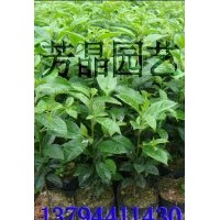 鐵冬青苗,白銀樹苗,宮粉紫荊苗,雞冠刺桐苗,油茶苗,陰香苗,杜英苗