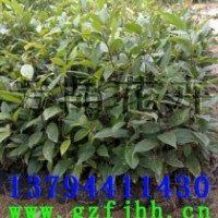 陰香苗,火焰木苗,發(fā)財樹苗,鐵刀木苗,人面子苗,老人葵苗