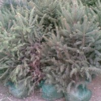 供應(yīng)云杉甘肅云杉50--500公分云杉