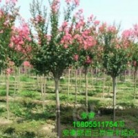 供應(yīng)2公分紫薇，3公分紫薇，4公分紫薇，5公分紫薇，紫薇小苗價(jià)格